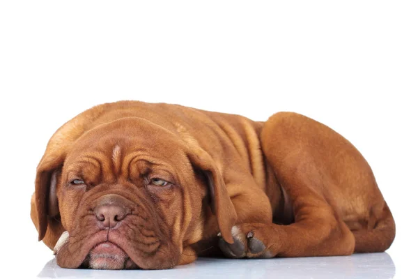 Vista lateral de un cachorro mastín francés cansado — Foto de Stock