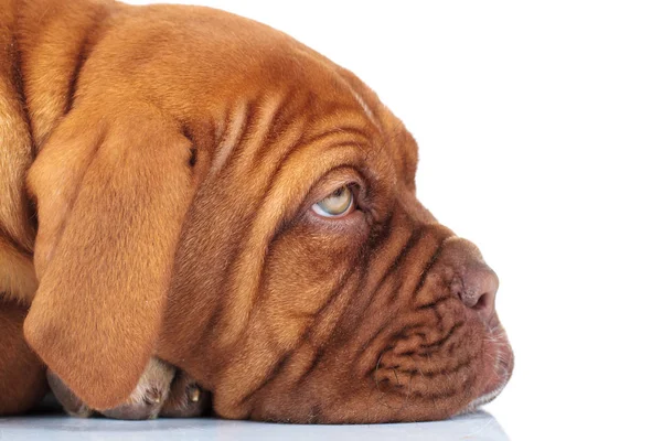 Side closeup picture of a sleepy sad french mastiff puppy — Stock Photo, Image