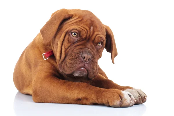 Erstaunt oder schockiert Französisch Dogge Welpe Hund — Stockfoto