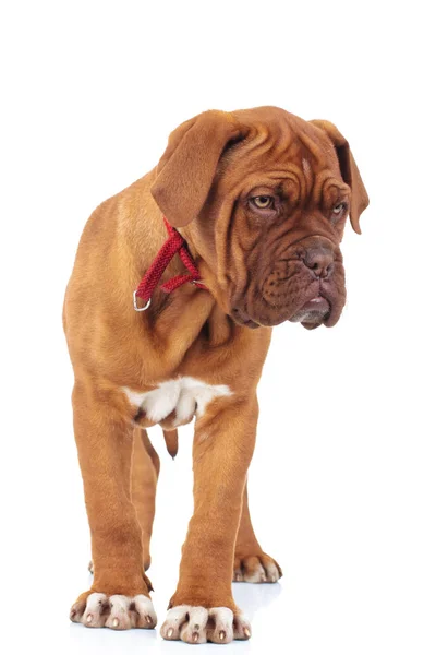 Dogue de bordeaux štěně stojí — Stock fotografie