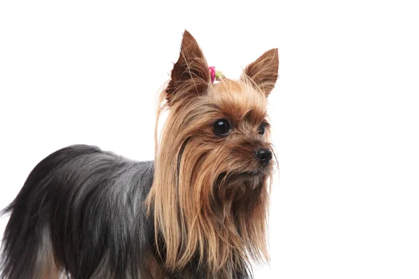 Zijaanzicht van een schattig vrouwelijk yorkshire terrier op zoek weg — Stockfoto