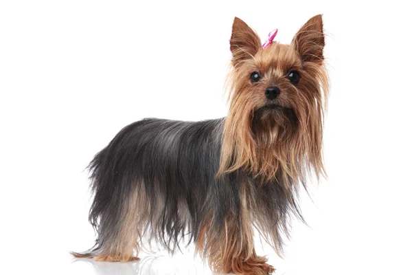 Tam vücut resmi bir sevimli yorkshire terrier köpek yavrusu — Stok fotoğraf