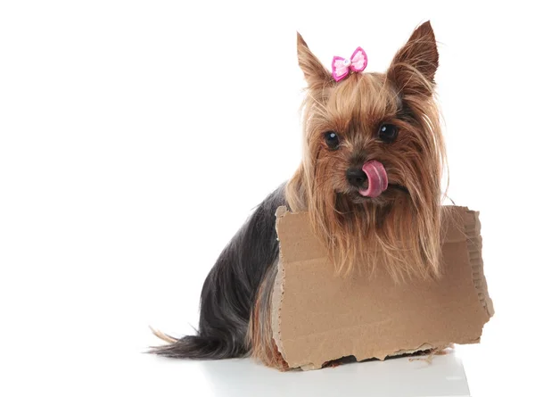 Hungry little yorkshire terrier licking its nose i — Stock Photo, Image