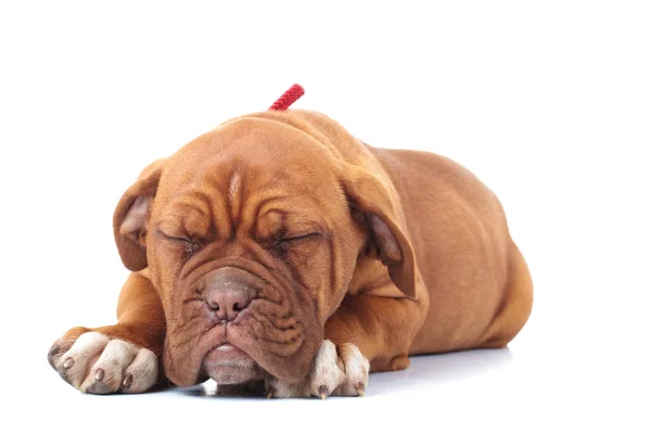 Little french mastiff puppy is sleeping Royalty Free Stock Photos