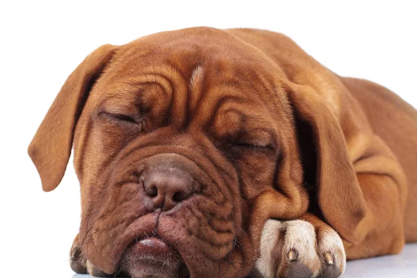 Adorable dogue de bordeaux puppy is sleeping Stock Image