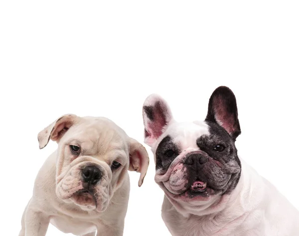 Casal de ingleses e franceses bulldogs de pé juntos — Fotografia de Stock