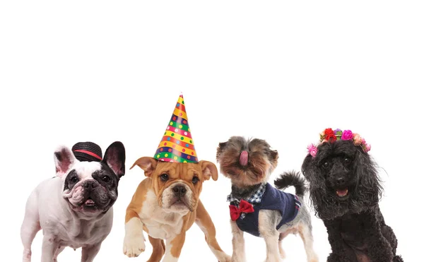 Quattro simpatici cagnolini pronti per una festa — Foto Stock