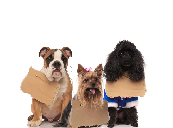 Tre cani senzatetto che portano cartelli al collo — Foto Stock