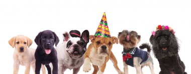 Grup şirin köpek birlikte ayakta 