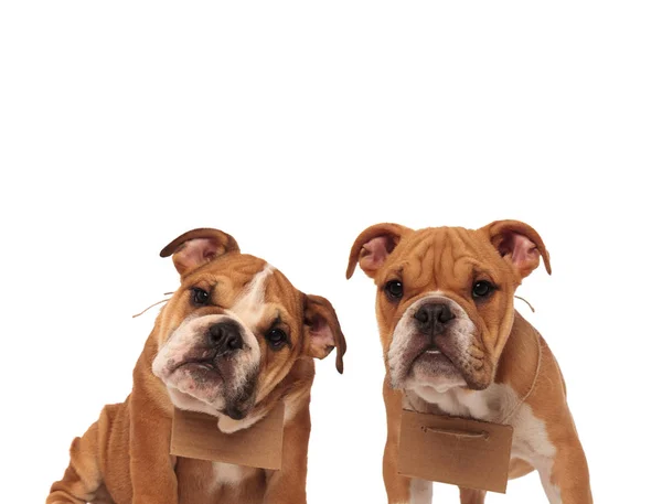 Casal de cachorros ingleses bulldog vestindo sinais em seus pescoços — Fotografia de Stock