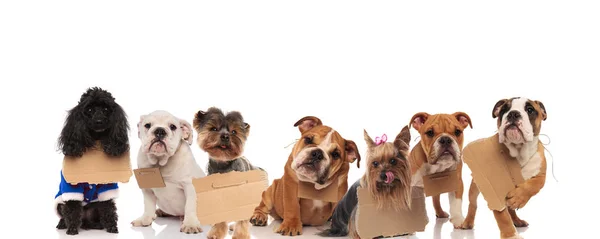 Grande gruppo di cani senzatetto in attesa di adozione — Foto Stock