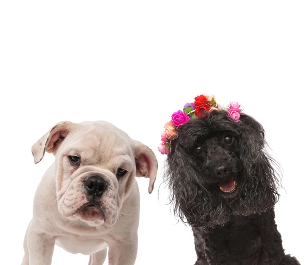 Två glada hundar poserar för kameran — Stockfoto