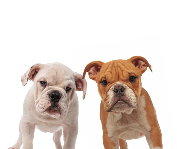 Couple of cute english bulldogs puppies standing together — Stock Photo, Image