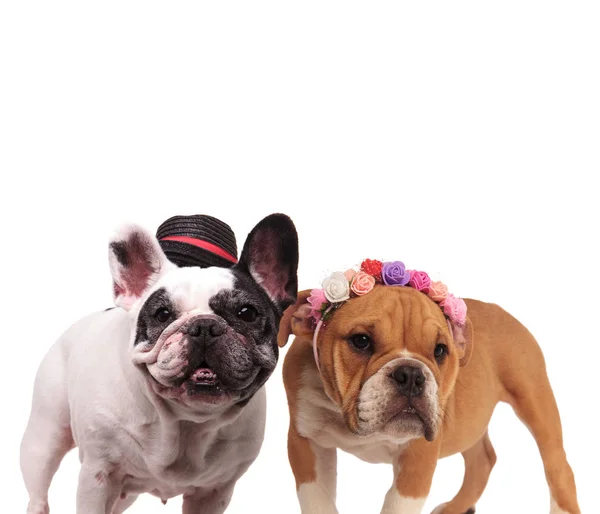 Feliz pareja de bulldogs ingleses y franceses —  Fotos de Stock