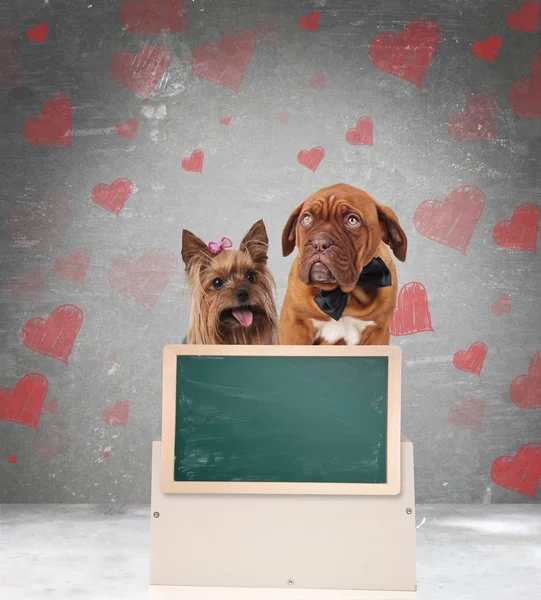 Happy couple of in love dogs with a blank greenboard — Stock Photo, Image
