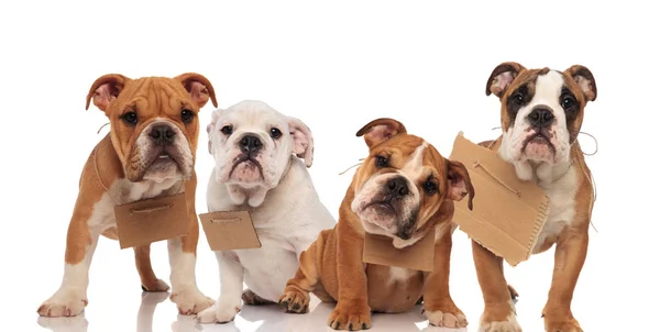 Quatro cachorrinhos de bulldog ingleses vestindo sinais em seus pescoços — Fotografia de Stock