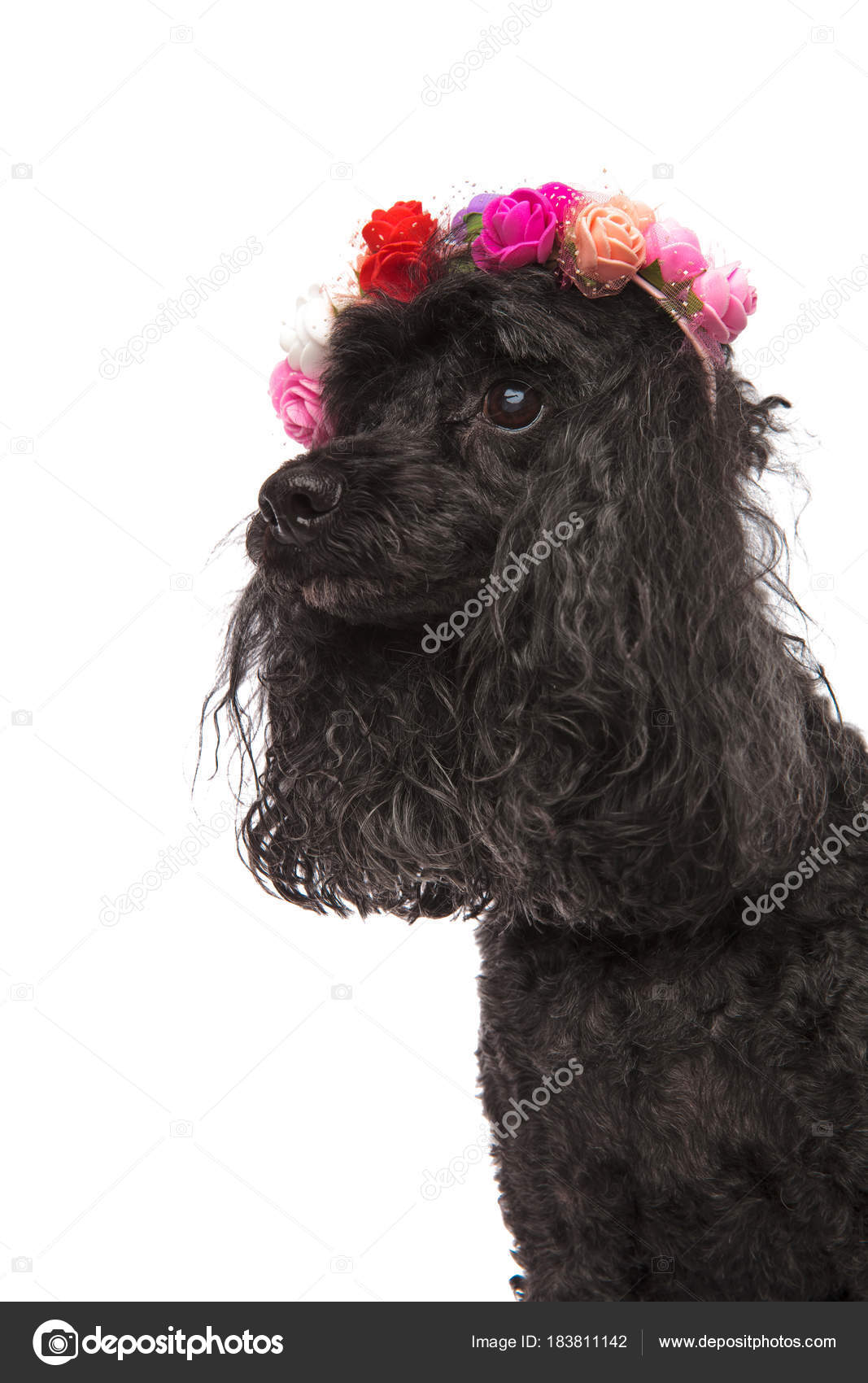 Side view portrait of a cute poodle wearing flowers headband Stock