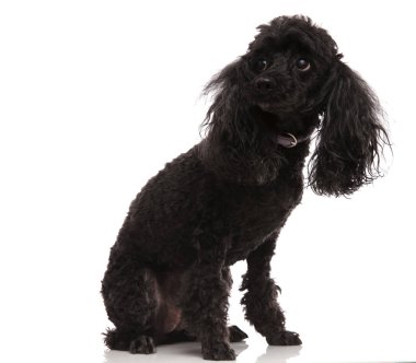 üzgün küçük kaniş tarafına görünüyor 