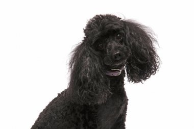şirin ve meraklı siyah fino köpeği 