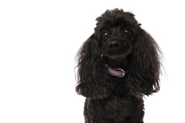 üzgün küçük siyah fino köpeği ben