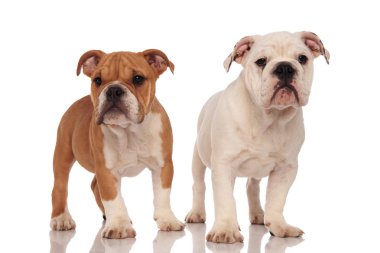 kahverengi ve beyaz İngilizce bulldog yavruları