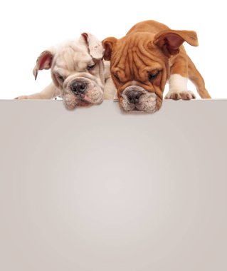 büyük boş billbo üzerinde duran iki meraklı İngilizce bulldog yavruları