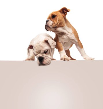 sevimli küçük İngilizce bulldog yavru bir Pano duran