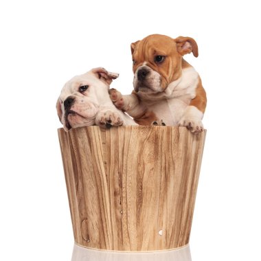 kahverengi İngilizce bulldog köpek yavrusu pençe onun kardeşiyle uzakta iter 