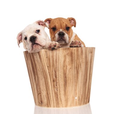 üzgün iki İngilizce bulldog yavruları olan bir ahşap varil 