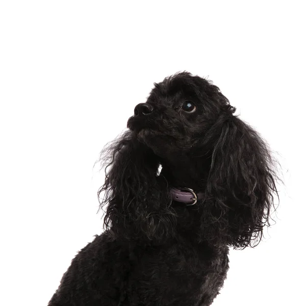 Curious black poodle is looking up — Stock Photo, Image