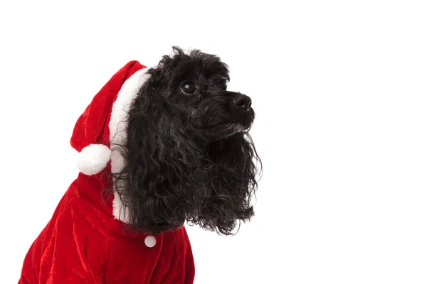 Closeup picture of a black poodle wearing santa claus costume — Stock Photo, Image