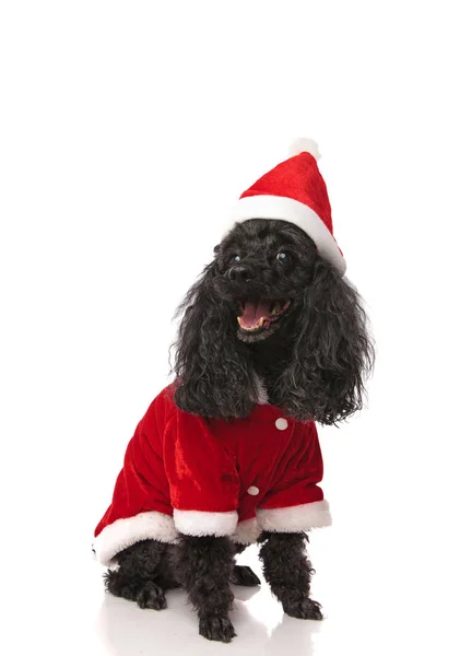 Feliz caniche negro con traje de Santa Claus y sombrero —  Fotos de Stock