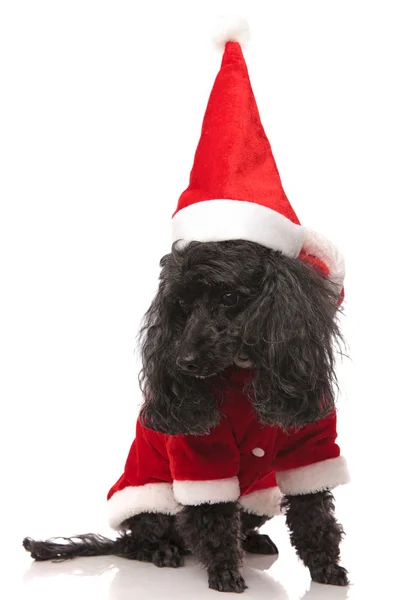Curious santa claus poodle looks down — Stock Photo, Image