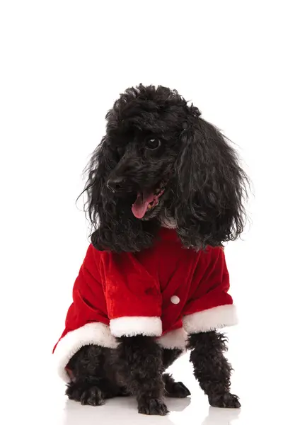 Seated black poodle wearing santa costume looks to side — Stock Photo, Image
