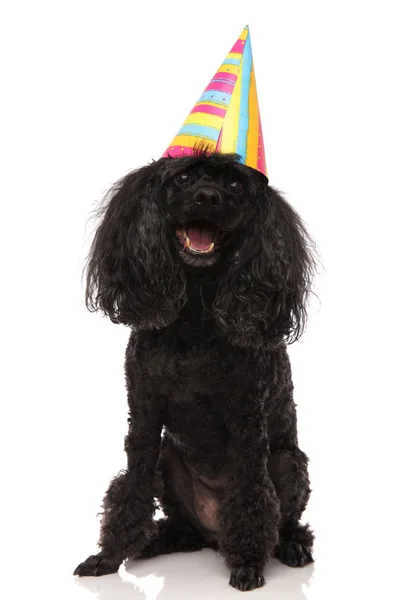 Aniversário cão vestindo chapéu de festa olha para cima — Fotografia de Stock