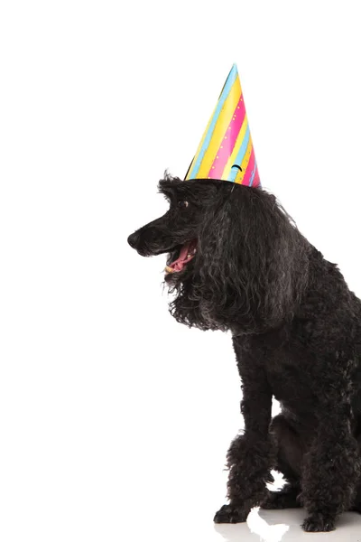 Vista laterale di un barboncino nero con cappello da festa — Foto Stock