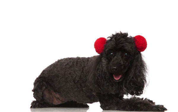 Cute poodle wearing earmuffs and lying down — Stock Photo, Image