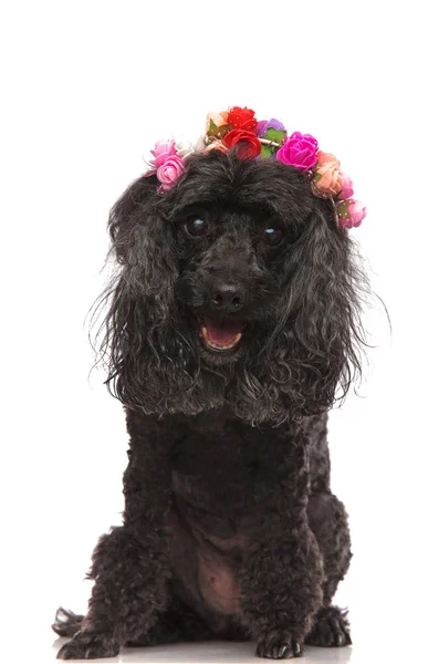 Entzückender schwarzer Pudel mit buntem Blumen-Stirnband — Stockfoto