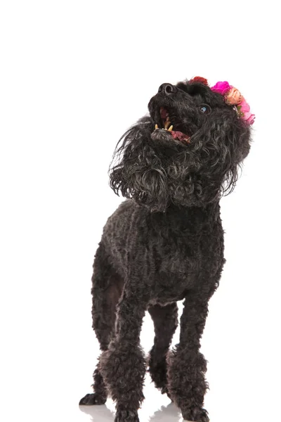 Cute poodle wearing flowers crown is standing and looking up — Stock Photo, Image
