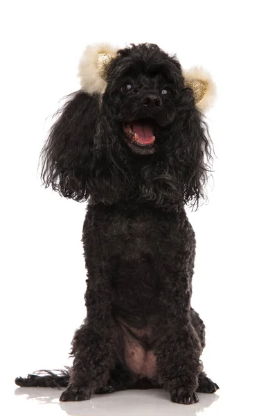 Happy black poodle wearing bear ears headband — Stock Photo, Image