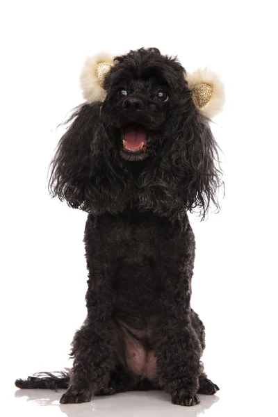 Panting happy poodle wearing bear ears looks to side — Stock Photo, Image