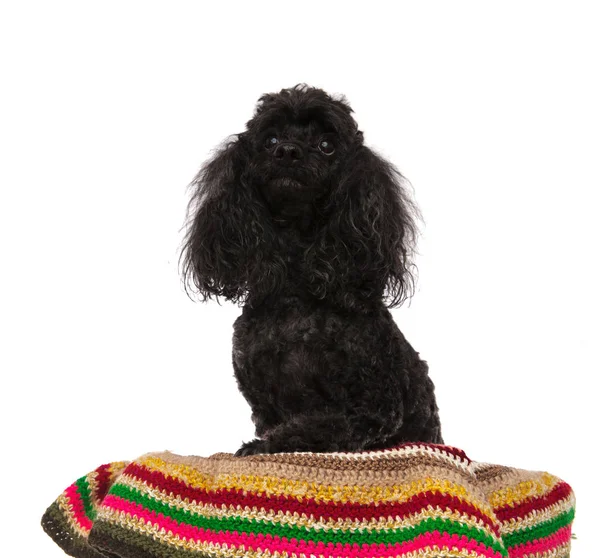 Poodle preto olha para cima enquanto sentado em cobertor colorido — Fotografia de Stock
