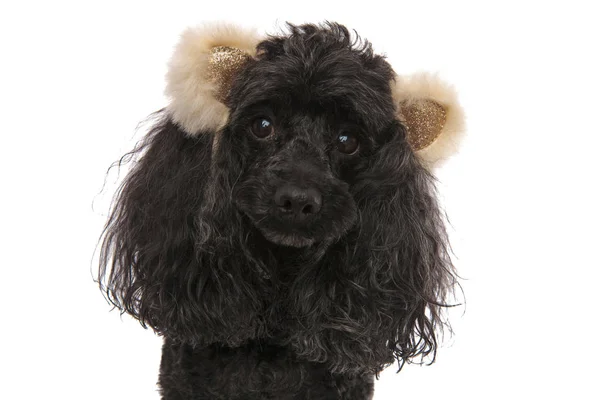 Close-up de um poodle adorável usando orelhas de urso — Fotografia de Stock