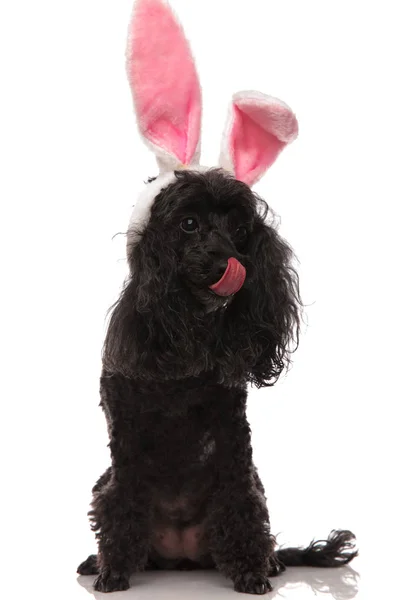 Caniche noir portant des oreilles de lapin de Pâques verrouille son nez — Photo