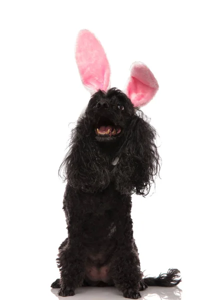Poodle feliz vestindo orelhas de coelho de Páscoa e olha para cima — Fotografia de Stock