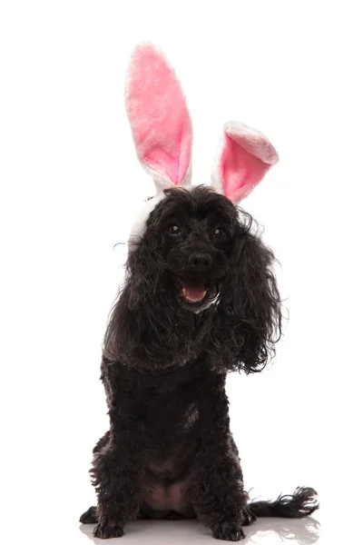 Здивований пудель носить великодні вуха кролика — стокове фото