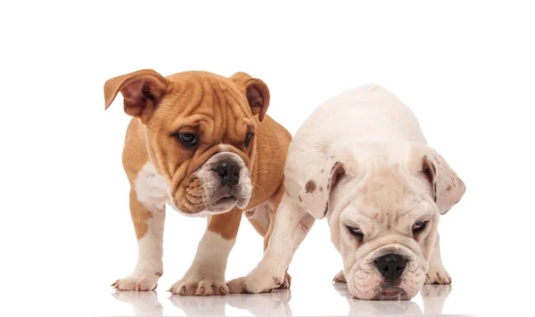 Bianco inglese bulldog cucciolo raccoglie un profumo — Foto Stock