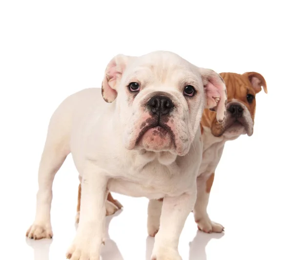 Branco Inglês bulldog filhote de cachorro de pé na frente de seu irmão — Fotografia de Stock