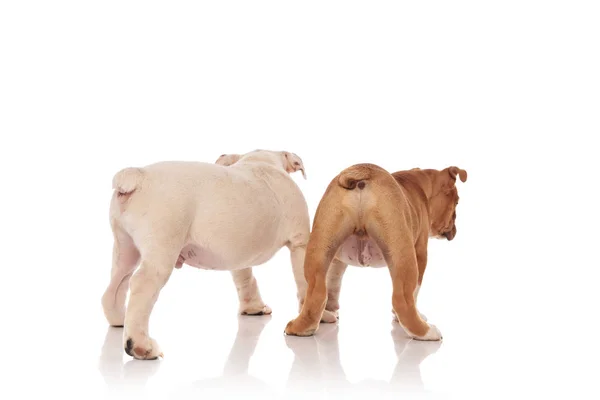 Vista posterior de dos cachorros bulldog Inglés mirando hacia otro lado — Foto de Stock