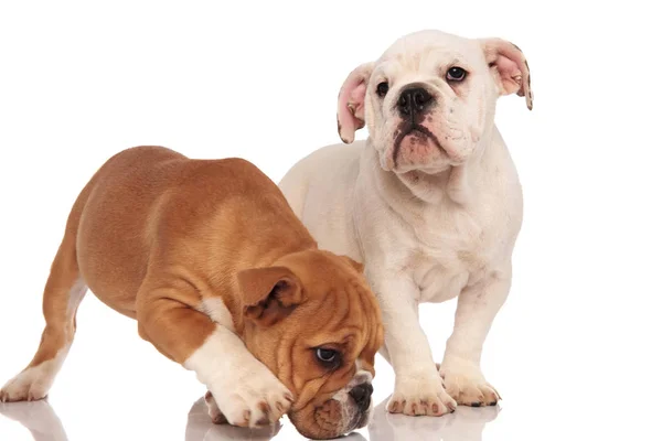 Curious brown english bulldog puppy smelling and its brothers st — Stock Photo, Image